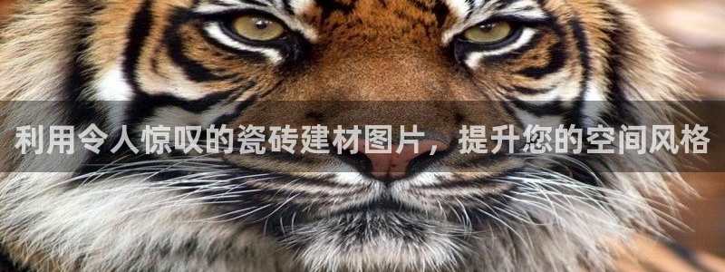 杏鑫平台代理注册流程视频