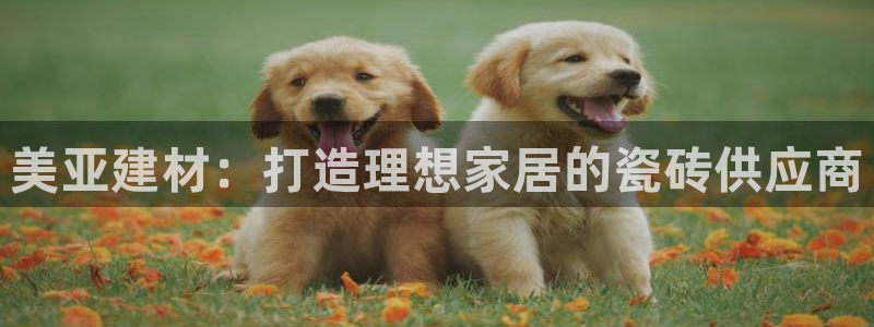 杏鑫平台怎么样